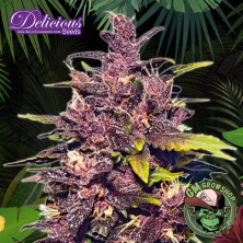Foto sobre fondo selva de la flor de Auto Dark Purple del banco Delicious Seeds.