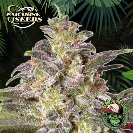 Foto sobre fondo selva de la flor de Magic Bud del banco Paradise Seeds.