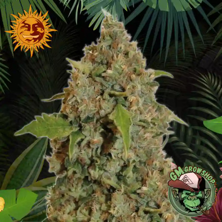 Foto sobre fondo selva de la flor de Chronic Thunder del banco Barneys Farm.