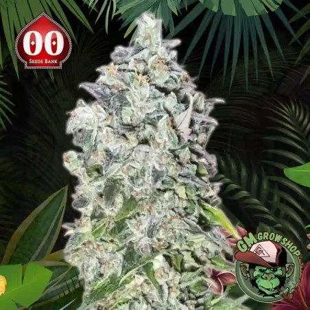 Foto sobre fondo selva de la flor de Feminized Mix del banco 00 Seeds.