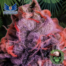 Foto sobre fondo selva de la flor de Gordomaster Kush del banco Positronics Seeds.