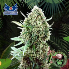 Foto sobre fondo selva de la flor de Jack Diesel Express del banco Positronics Seeds.