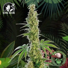 Foto sobre fondo selva de la flor de Eagle Bill Regular del banco Sensi Seeds.