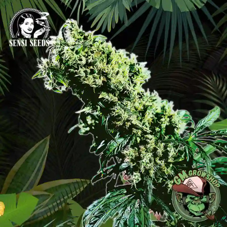 Foto sobre fondo selva de la flor de Northern Lights 5 x Haze Regular del banco Sensi Seeds.