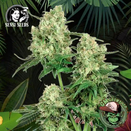 Foto sobre fondo selva de la flor de Maple Leaf Indica Regular del banco Sensi Seeds.