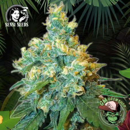 Foto sobre fondo selva de la flor de Jack Herer Regular del banco Sensi Seeds.