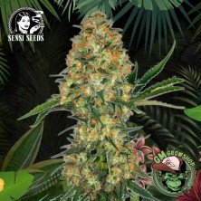 Foto sobre fondo selva de la flor de Hindu Kush Regular del banco Sensi Seeds.