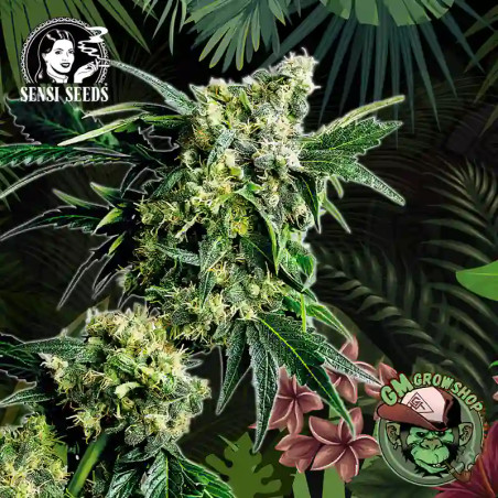 Foto sobre fondo selva de la flor de Mr Nice G13 x Hash Plant Regular del banco Sensi Seeds.