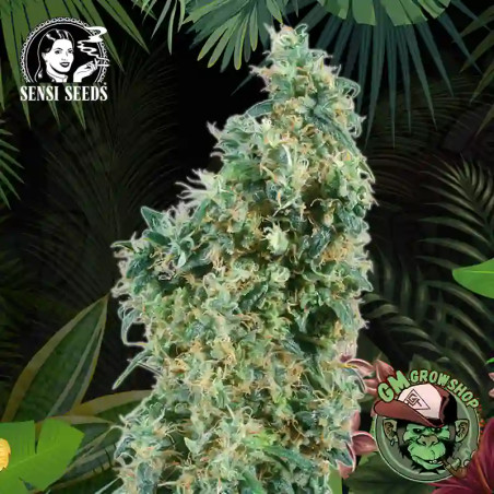 Foto sobre fondo selva de la flor de First Lady Regular del banco Sensi Seeds.