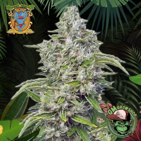 Foto sobre fondo selva de la flor de San Fernando Lemon Kush del banco Sweet Seeds.