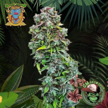 Foto sobre fondo selva de la flor de S.A.D. Auto del banco Sweet Seeds.