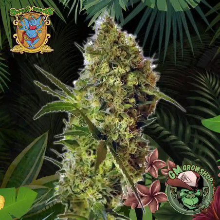 Foto sobre fondo selva de la flor de Big Devil Auto del banco Sweet Seeds.