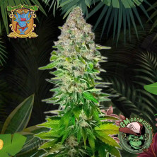 Foto sobre fondo selva de la flor de Jack 47 del banco Sweet Seeds.