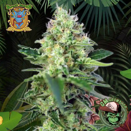 Foto sobre fondo selva de la flor de Crystal Candy del banco Sweet Seeds.