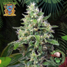 Foto sobre fondo selva de la flor de Sweet Amnesia Haze XL Auto del banco Sweet Seeds.