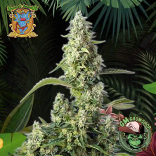 Foto sobre fondo selva de la flor de Gorilla Girl XL Auto del banco Sweet Seeds.