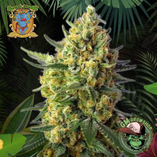 Foto sobre fondo selva de la flor de Crystal Candy XL Auto del banco Sweet Seeds.