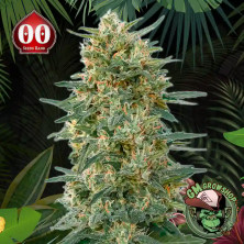 Foto sobre fondo selva de la flor de Gorilla Fast del banco 00 Seeds.