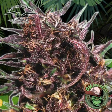 Foto sobre fondo selva de la flor de Purple 1 del banco Dutch Passion.