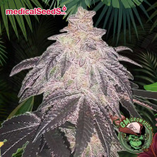 Foto sobre fondo selva de la flor de Auto Cookies Sherbert del banco Medical Seeds.
