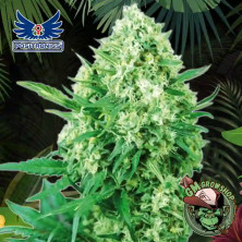 Foto sobre fondo selva de la flor de Jack Diesel del banco Positronics Seeds.
