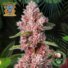 Foto sobre fondo selva de la flor de Tropicanna Poison F1 Fast Version del banco Sweet Seeds.