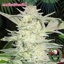 Foto sobre fondo selva de la flor de White Widow del banco Medical Seeds.