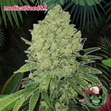 Foto sobre fondo selva de la flor de Prozack del banco Medical Seeds.