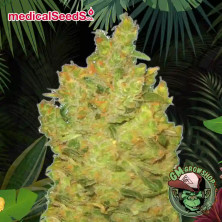 Foto sobre fondo selva de la flor de Jack La Mota del banco Medical Seeds.