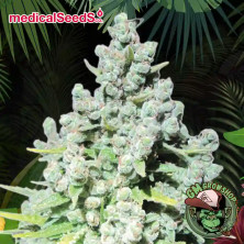 Foto sobre fondo selva de la flor de Malakoff del banco Medical Seeds.