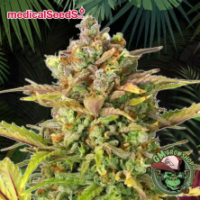 Foto sobre fondo selva de la flor de Some Sweet del banco Medical Seeds.