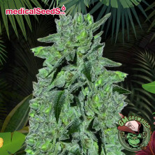 Foto sobre fondo selva de la flor de Sour Glue del banco Medical Seeds.