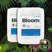 Bloom A+B