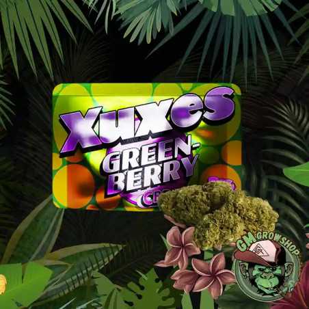 Green Berry Xuxes CBD