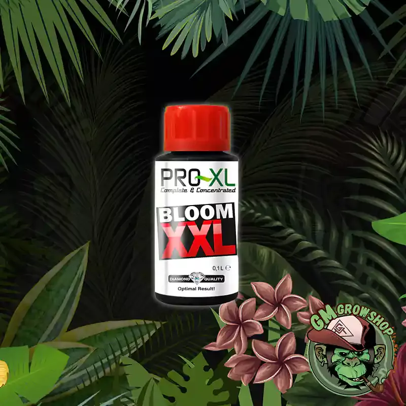 Bloom XXL