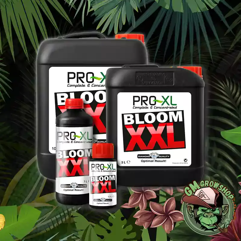 Todos los formatos Bloom XXL de Pro XL