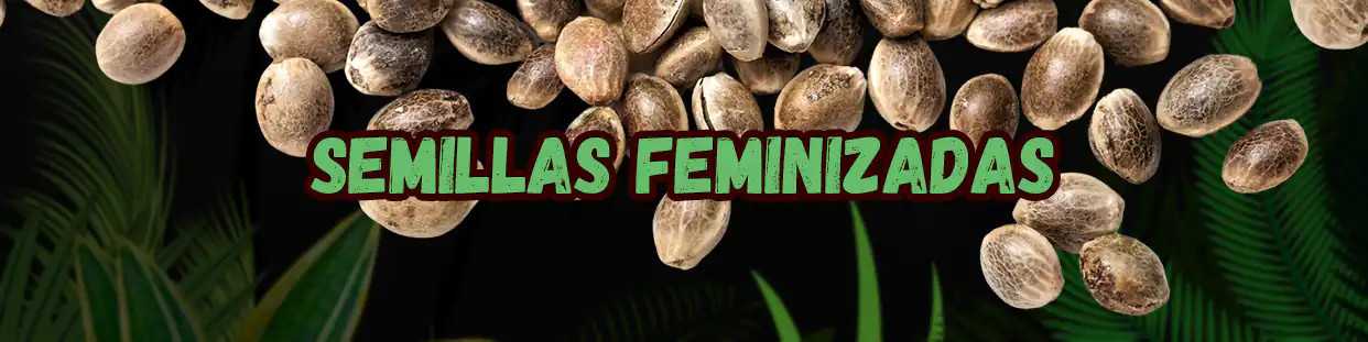 Semillas feminizadas de marihuana de los mejores bancos