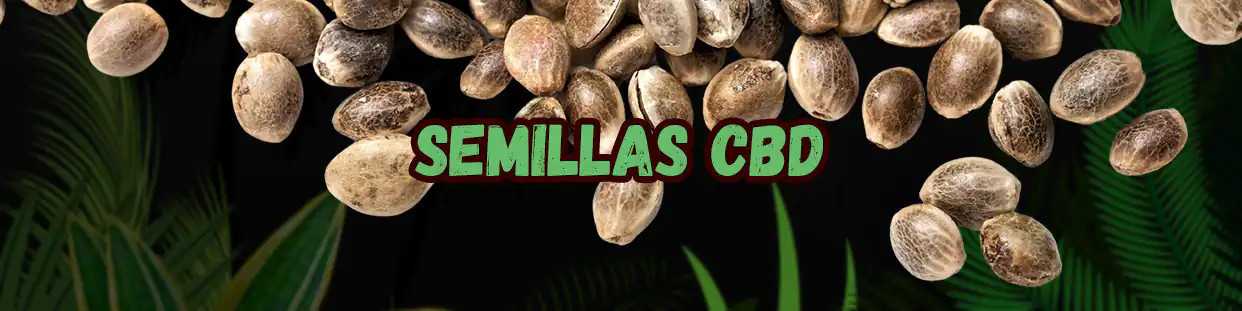 Semillas CBD. Cannabidiol, terapéutico, cannabis medicinal