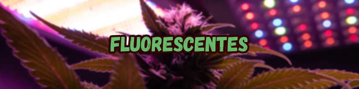 Fluorescentes marihuana, lo mejor para esquejes cannabis