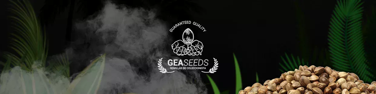 Gea Seeds CBD semillas de cannabis ricas en cbd
