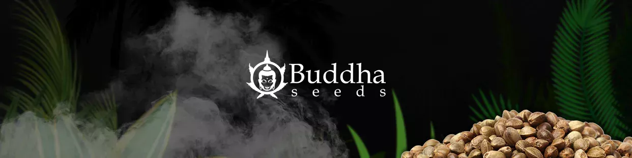 Buddha Seeds Bank Auto semillas automáticas de marihuana