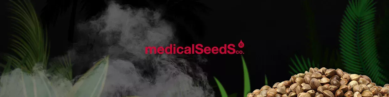 Medical Seeds CBD semillas de cannabis ricas en cbd
