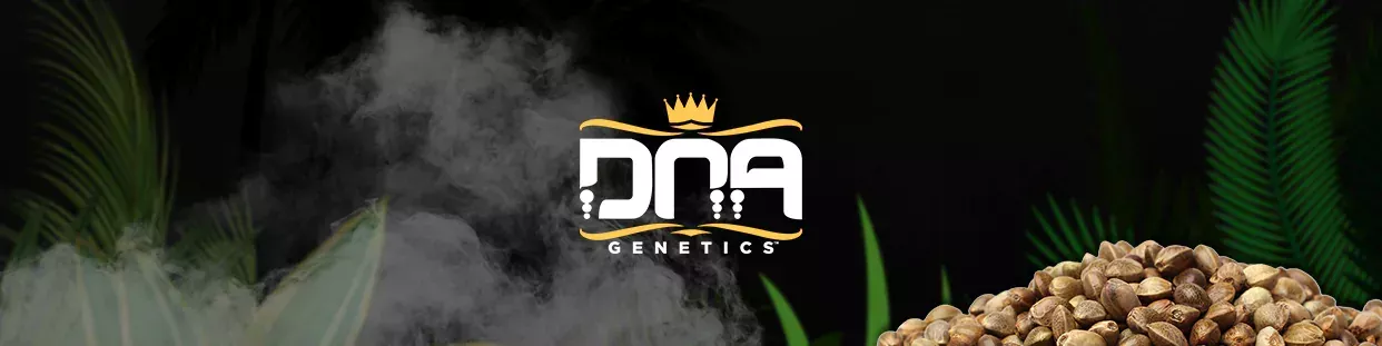 DNA Genetics semillas de cannabis de calidad
