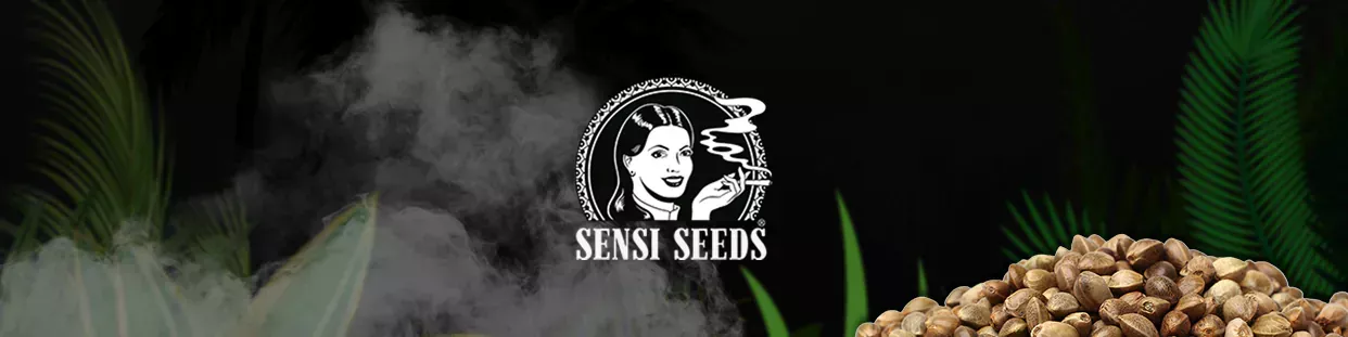 Sensi Seeds Feminizadas semillas de marihuana de colección