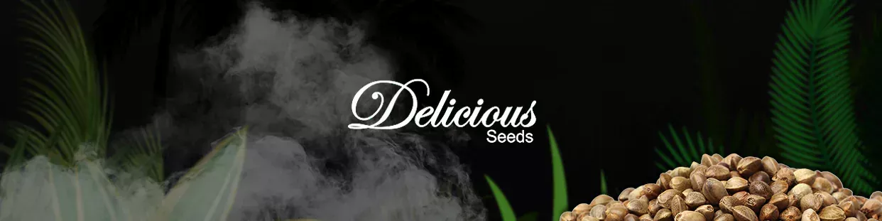 Delicious Seeds CBD semillas ricas en cbd, cannabidiol