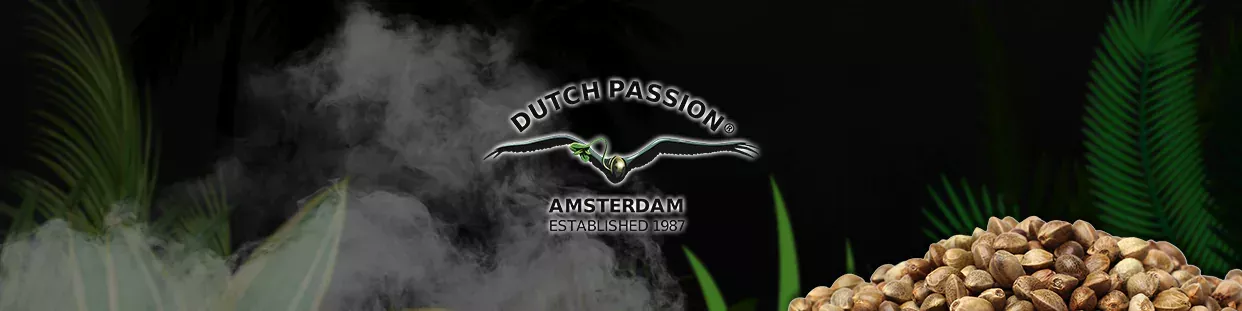 Dutch Passion CBD semillas de cannabis ricas en cbd