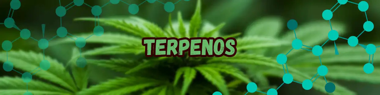 Terpenos de alta calidad, los mejores matices aromáticos