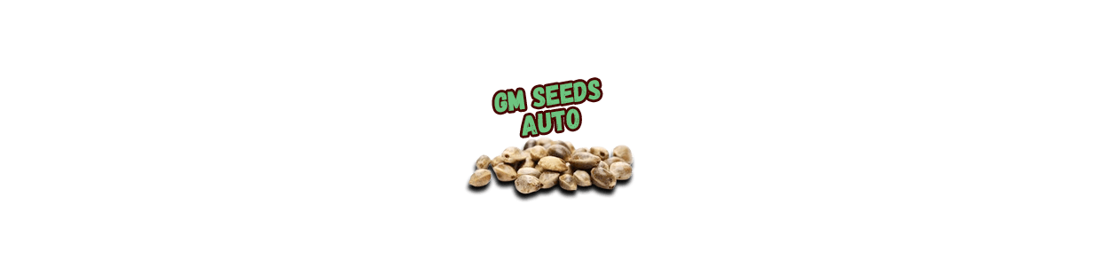 Autoflorecientes GM Seeds semillas de cannabis automáticas