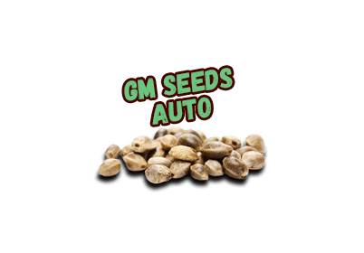 Autoflorecientes GM Seeds