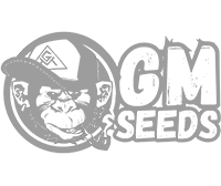 GM Seeds